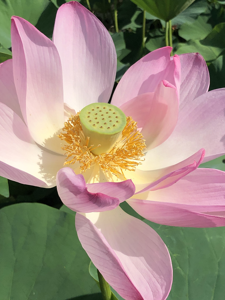 Lotus flower at Kenilworth Aquatic Gardens, Washington, DC