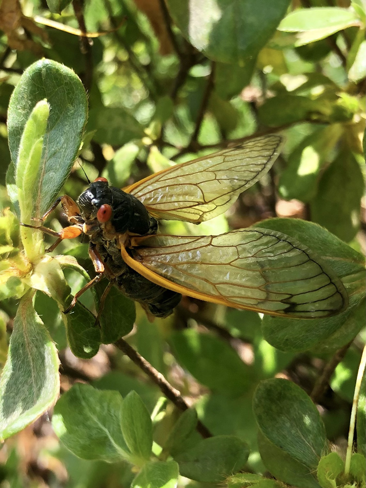Periodic Cicada in Bethesda, Maryland, May 2021