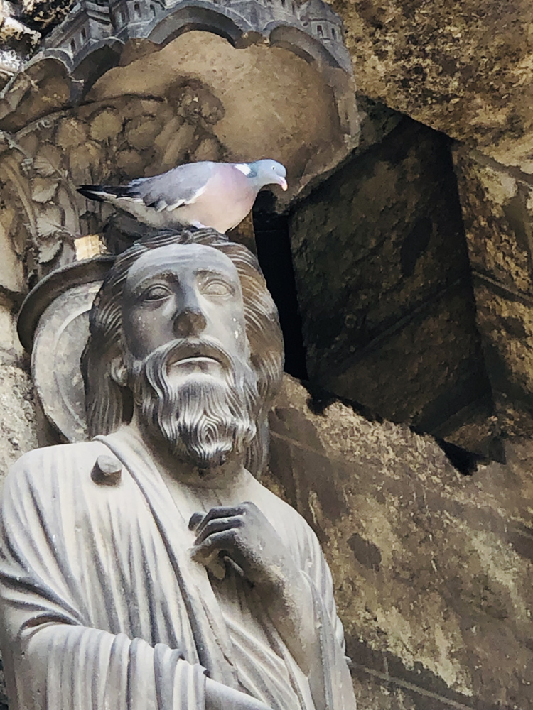 Pigeon and apostle figure, Chartres Cathedral, France